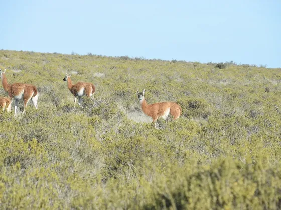 Puerto Deseado şehir görseli