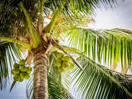 Coconut Island şehir görseli