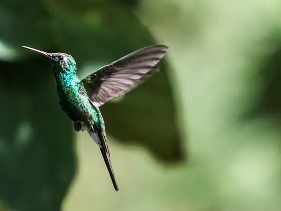 Emerald şehir görseli