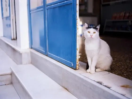 Cat Island şehir görseli