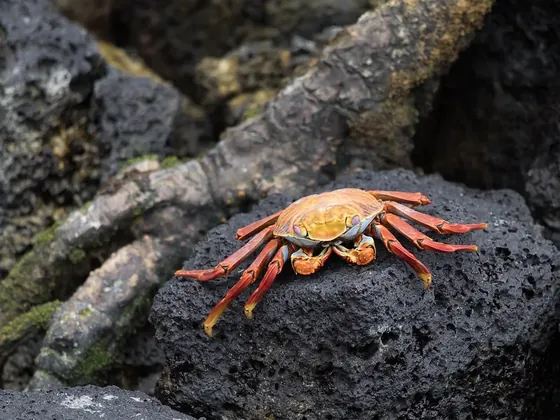 Puerto Baquerizo Moreno şehir görseli