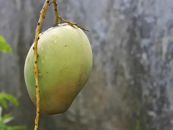 Kupang şehir görseli