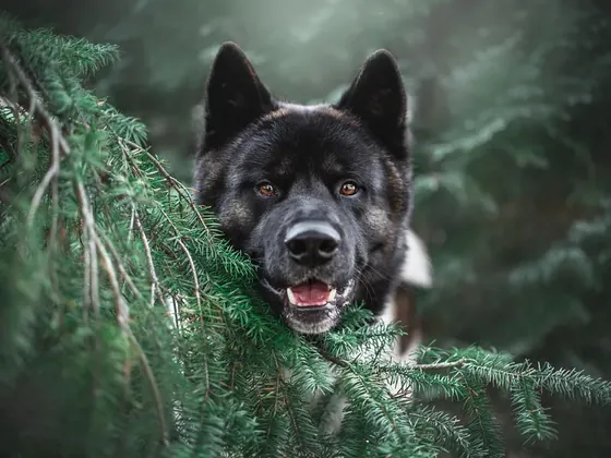 Akita şehir görseli