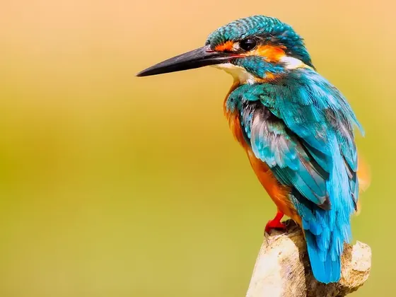 Kingfisher Lake şehir görseli
