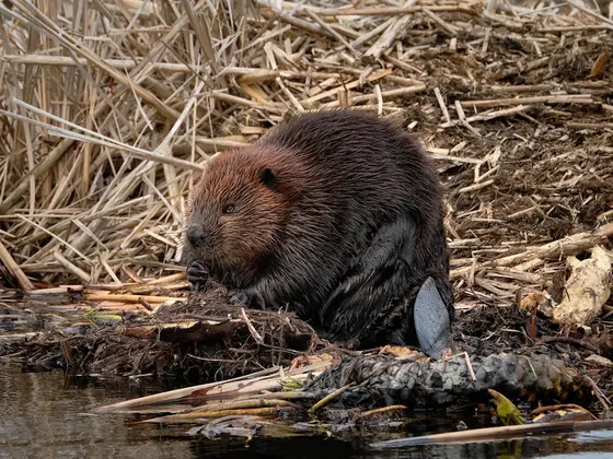 Summer Beaver şehir görseli