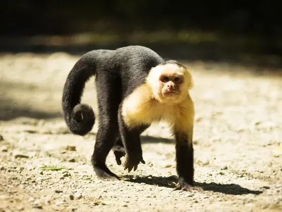 Quepos şehir görseli