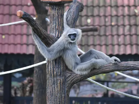Johor Bahru şehir görseli