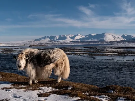 Altai şehir görseli