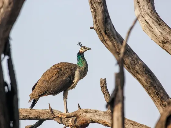 Bharatpur şehir görseli