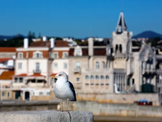 Cascais şehir görseli
