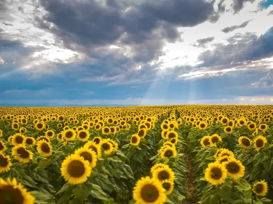 Suceava şehir görseli