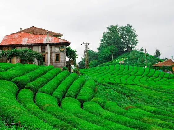 Rize şehir görseli