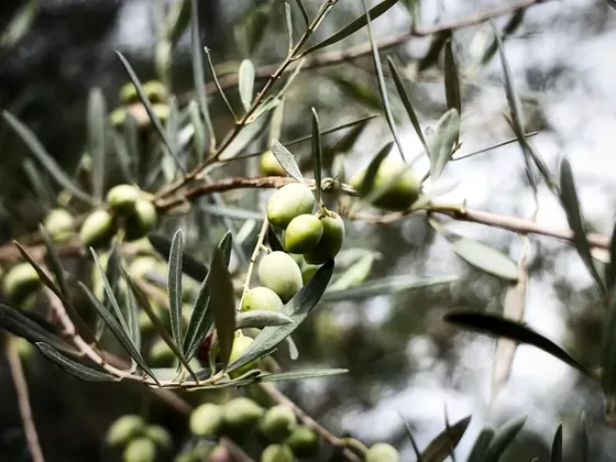 Preveza şehir görseli