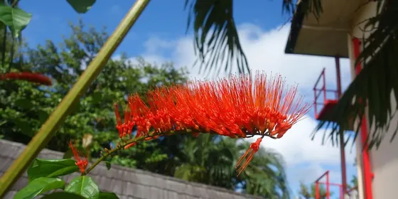 Surinam görseli