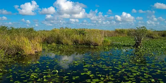Florida görseli